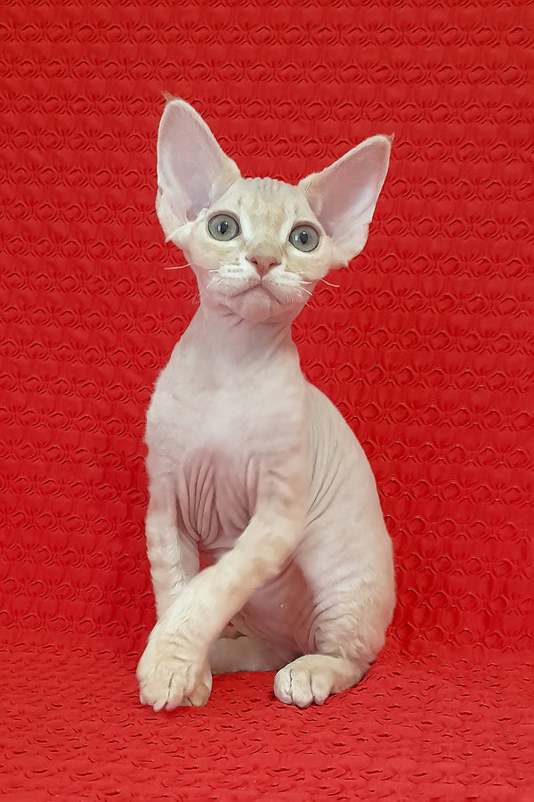 Nikolas | Devon Rex Kitten