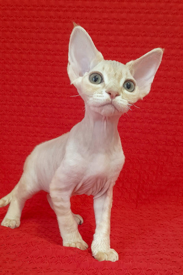 Nikolas | Devon Rex Kitten