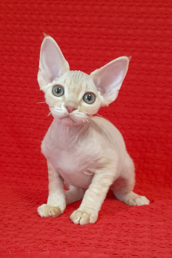 Nikolas | Devon Rex Kitten