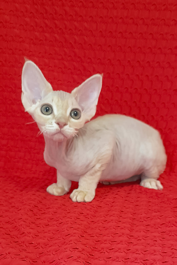 Nikolas | Devon Rex Kitten