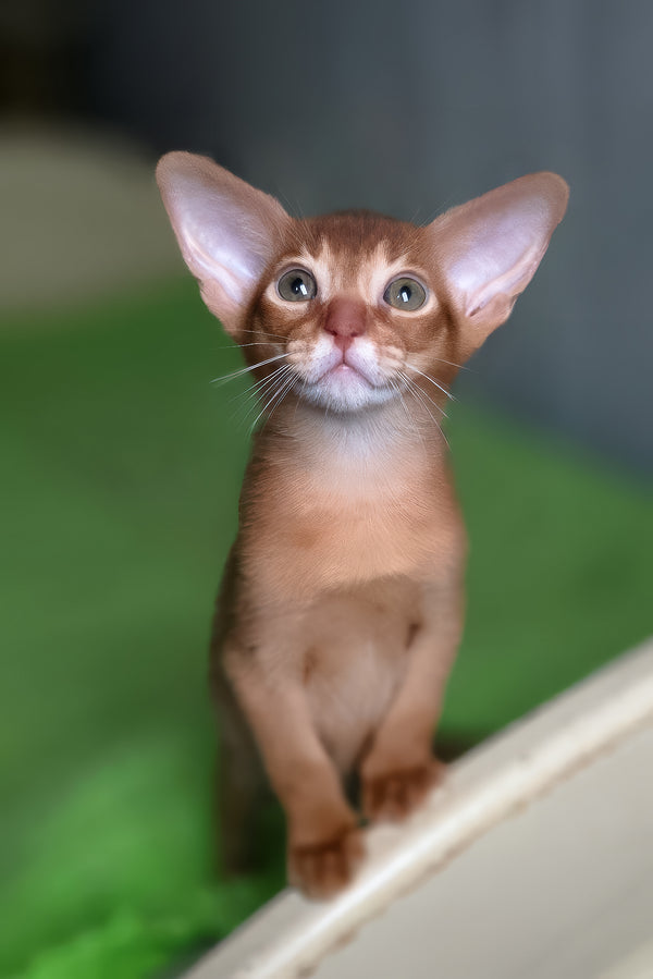 Nila | Abyssinian Kitten