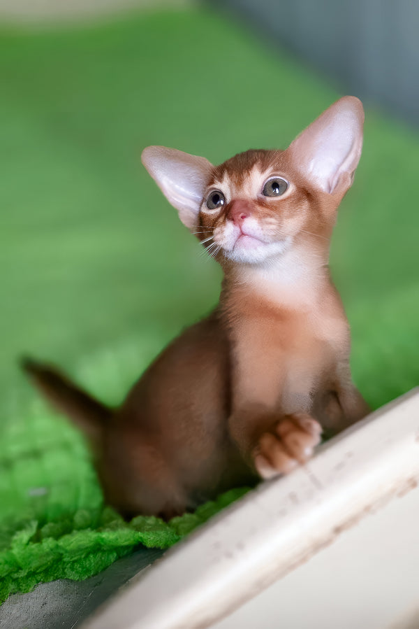 Nila | Abyssinian Kitten