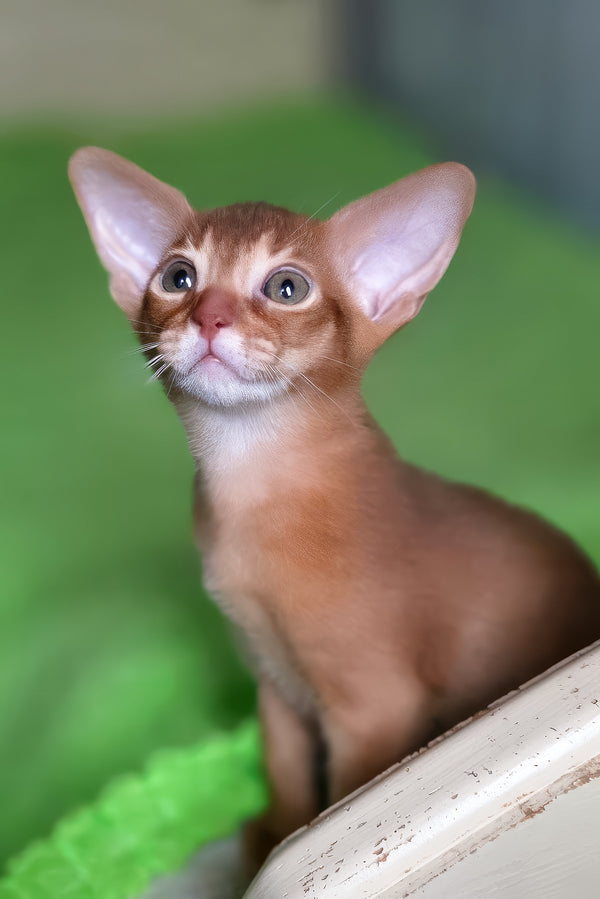 Nila | Abyssinian Kitten