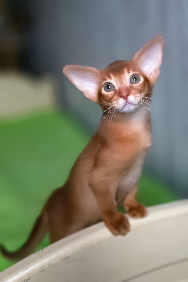 Nila | Abyssinian Kitten