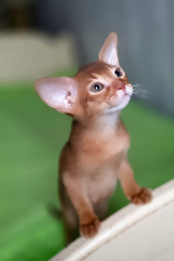 Nila | Abyssinian Kitten