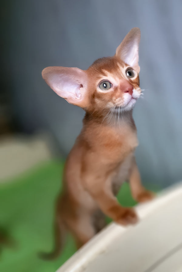 Nila | Abyssinian Kitten