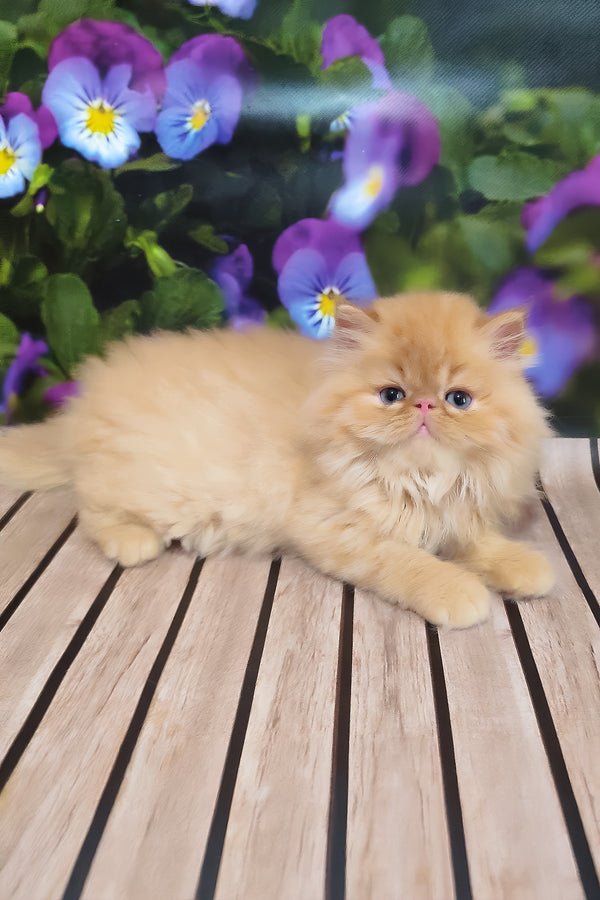 Nilson | Persian Kitten