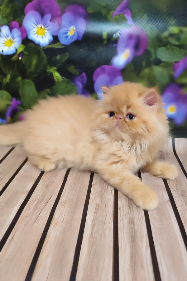 Nilson | Persian Kitten