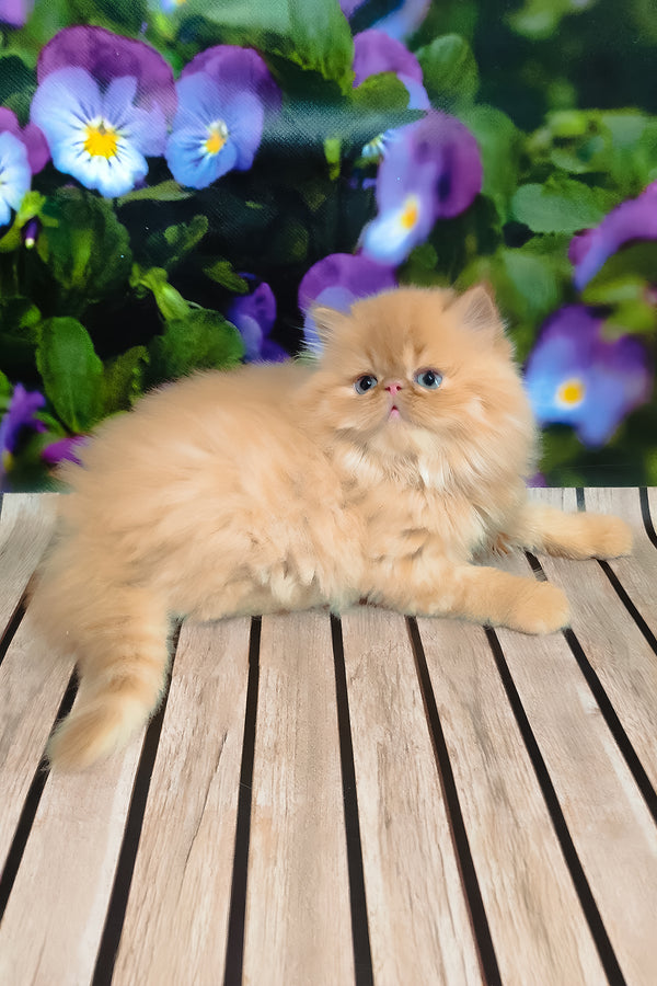 Nilson | Persian Kitten