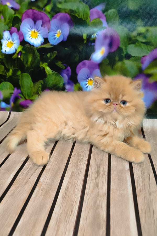 Nilson | Persian Kitten