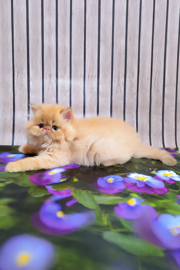 Nilson | Persian Kitten