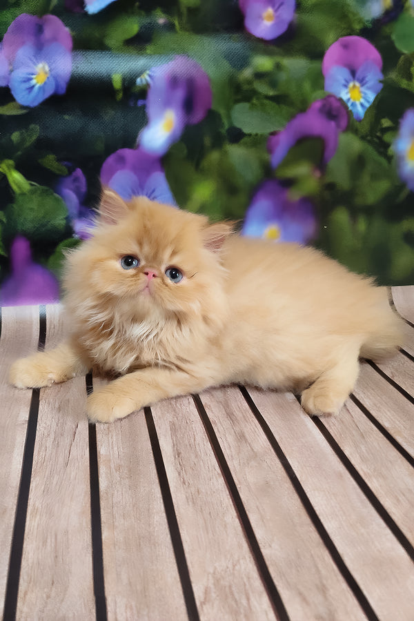 Nilson | Persian Kitten