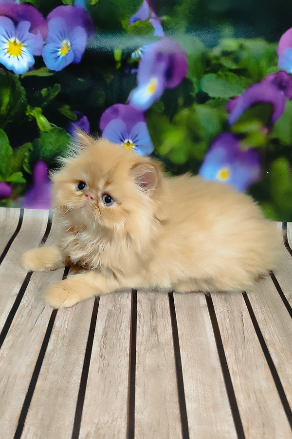 Nilson | Persian Kitten