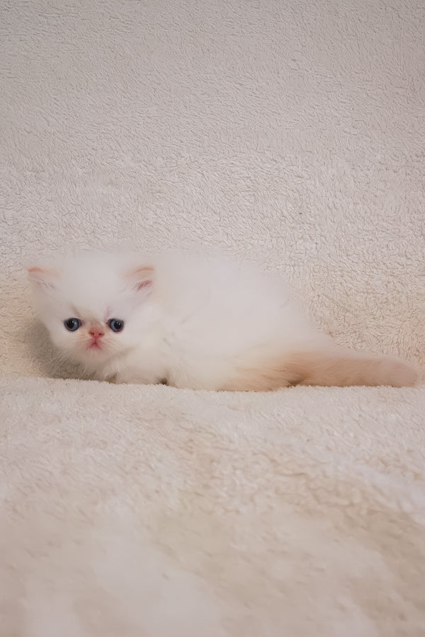 Nina | Persian Kitten