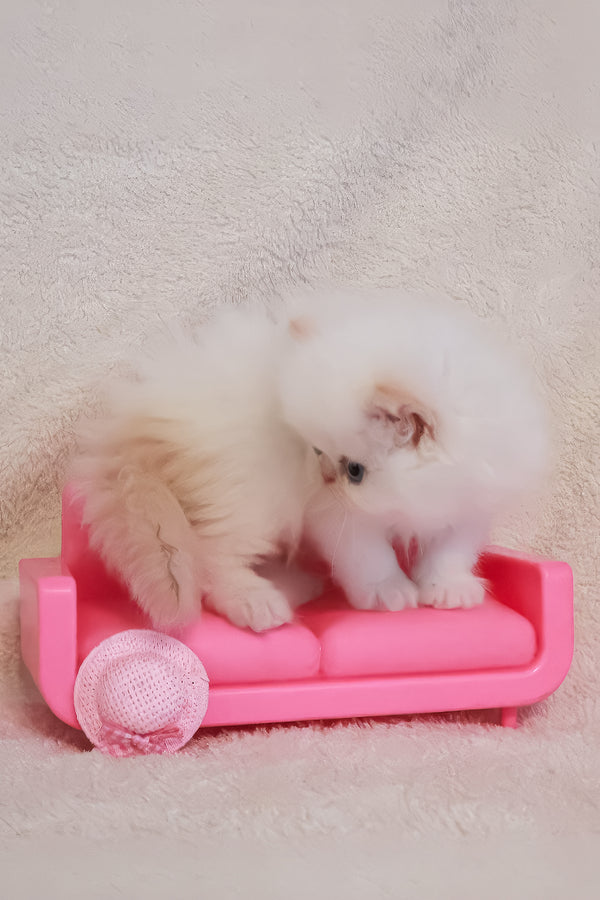 Nina | Persian Kitten