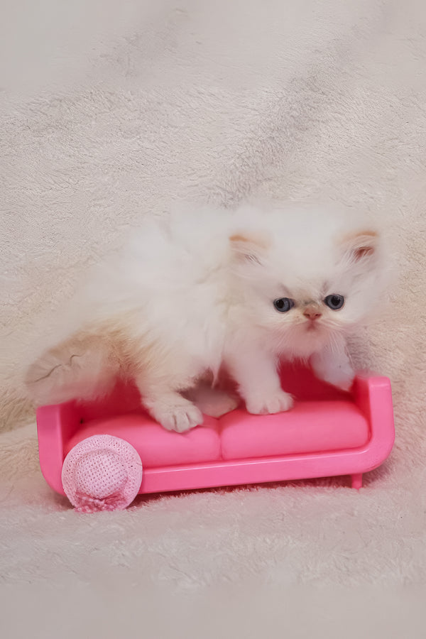 Nina | Persian Kitten
