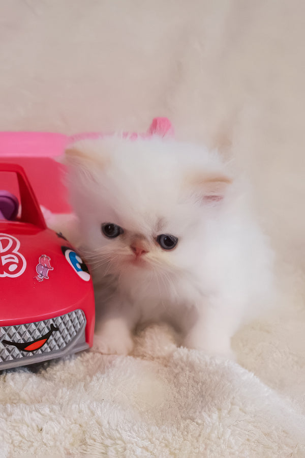 Nina | Persian Kitten