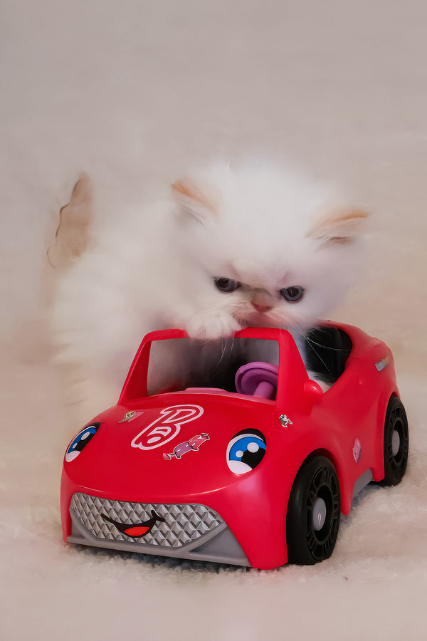 Nina | Persian Kitten