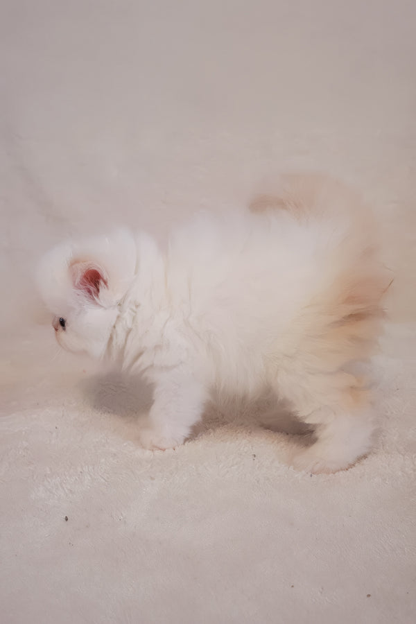 Nina | Persian Kitten