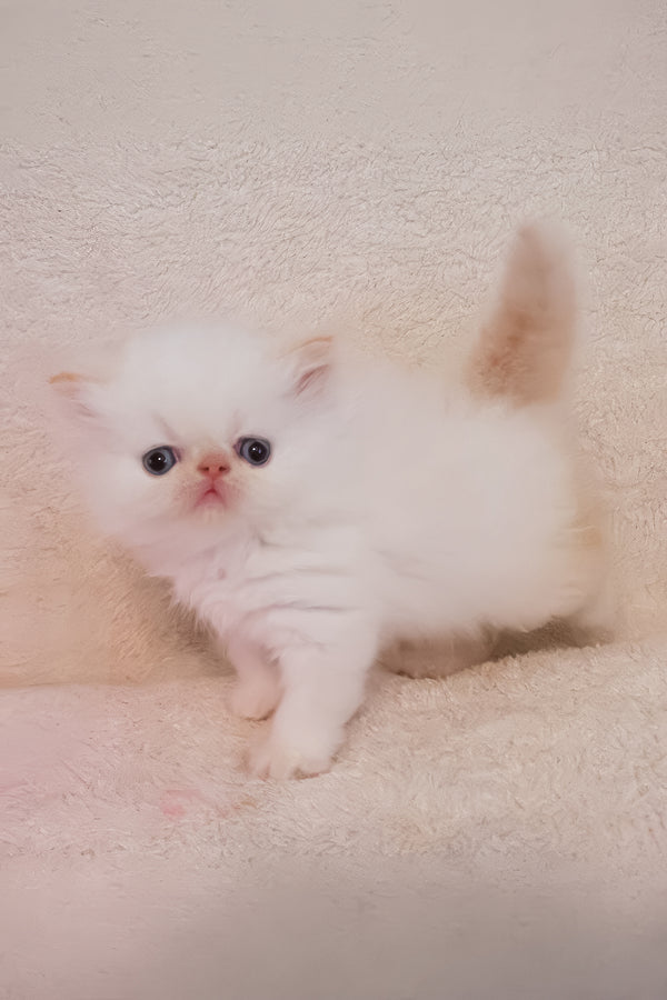 Nina | Persian Kitten