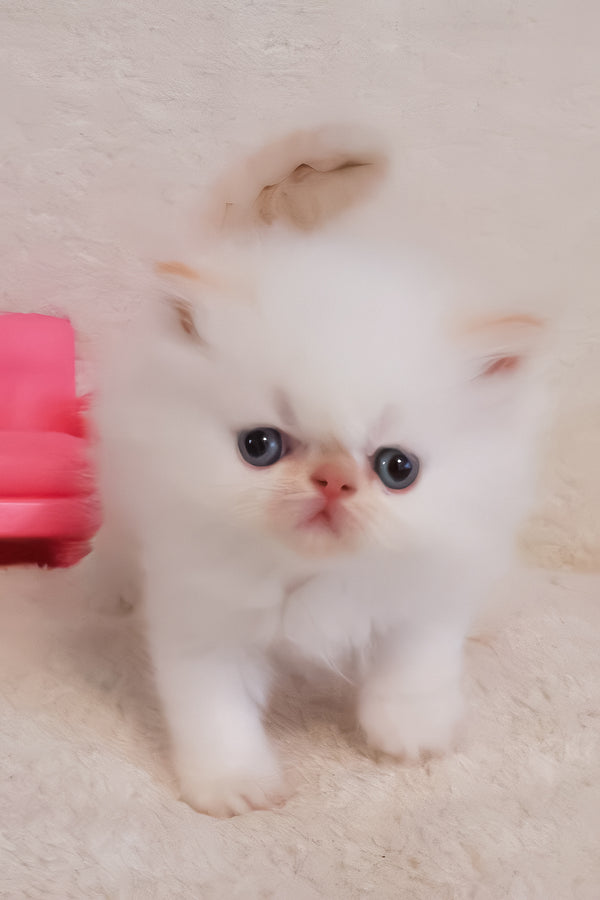 Nina | Persian Kitten