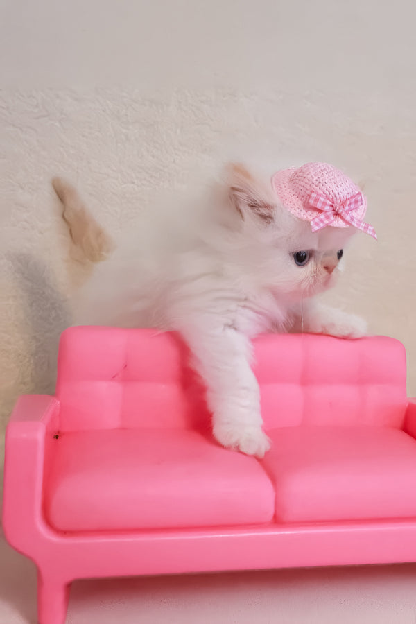 Nina | Persian Kitten