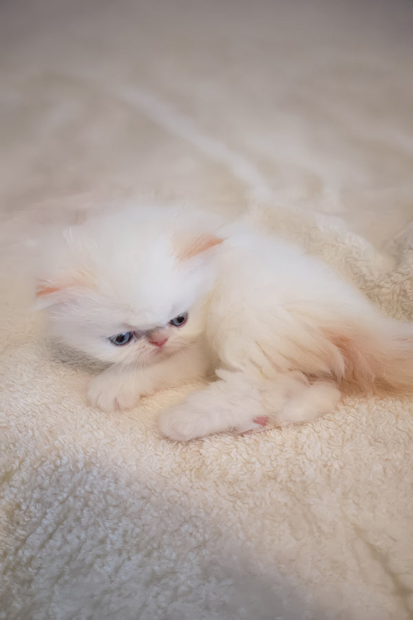 Nina | Persian Kitten