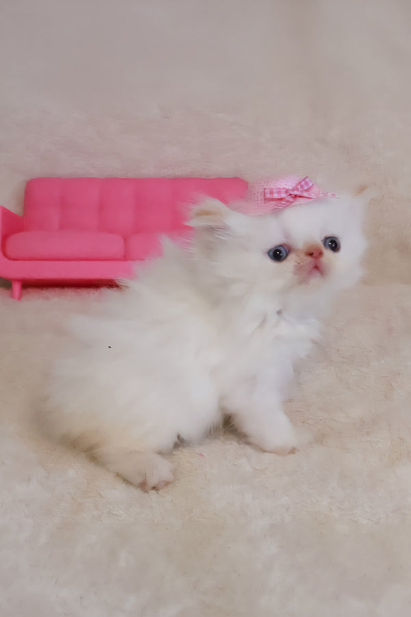 Nina | Persian Kitten