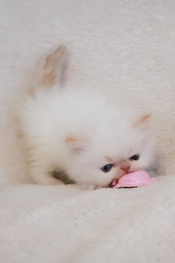 Nina | Persian Kitten