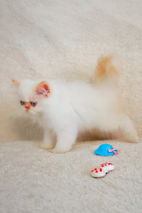 A fluffy white persian kitten with blue eyes and long soft fur stands on a textured surface in nina melissa persian kitten