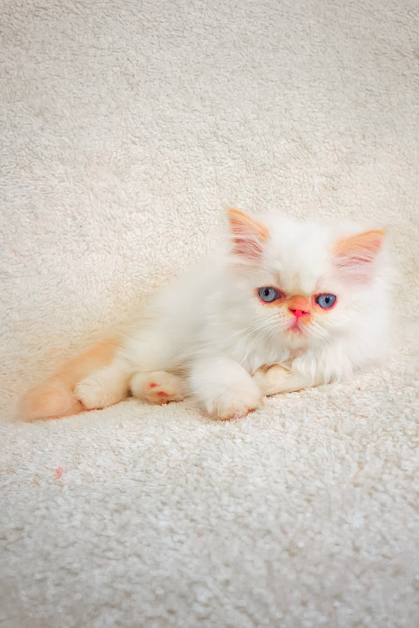 A fluffy white persian kitten with blue eyes and pink ears resting on a soft surface melissa persian kitten