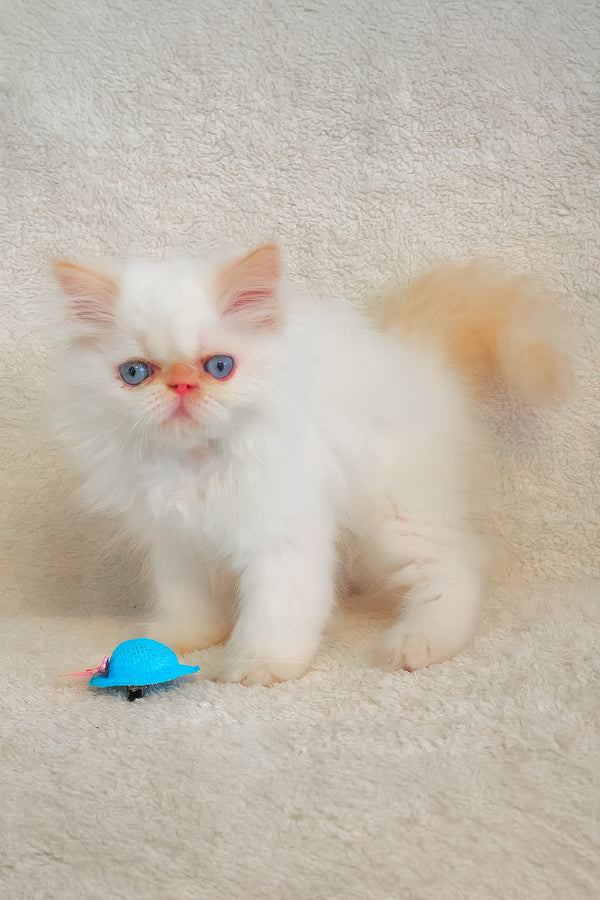 A fluffy white persian kitten with striking blue eyes sits beside a bright blue toy hat in the melissa persian kitten collection
