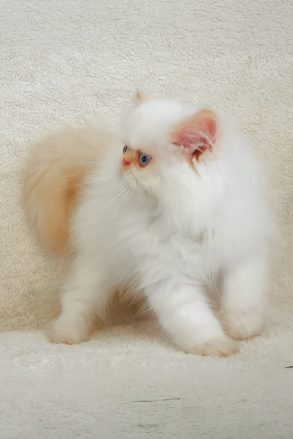 Nina persian kitten with fluffy white fur cream tail and striking blue eyes perfect melissa persian kitten look