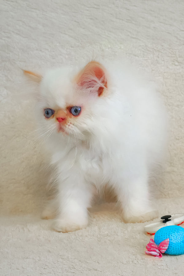 A fluffy white persian kitten named nina with striking blue eyes and pink inner ears perfect for melissa persian fans