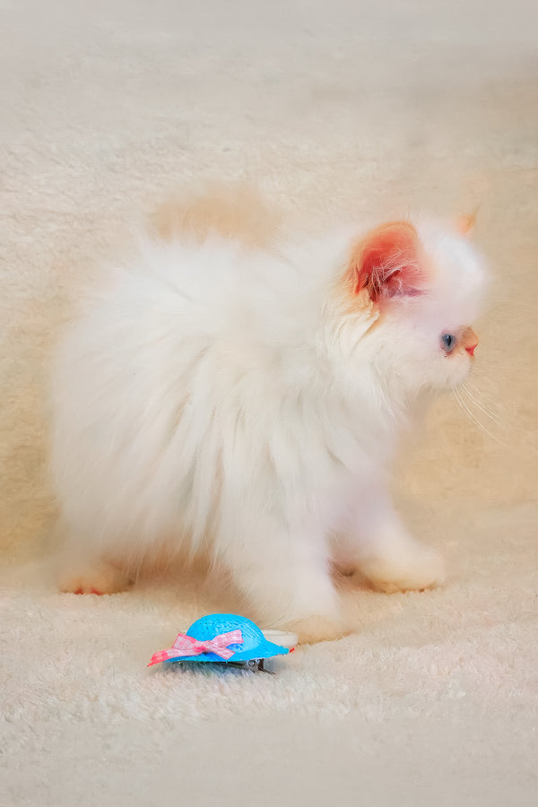 A fluffy white persian kitten with long soft fur and pink ears stands beside a tiny blue hat with a pink bow