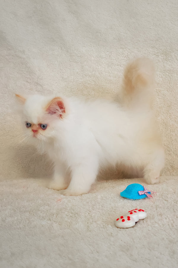 A fluffy white persian kitten with striking blue eyes stands beside tiny toy shoes in the melissa persian kitten collection