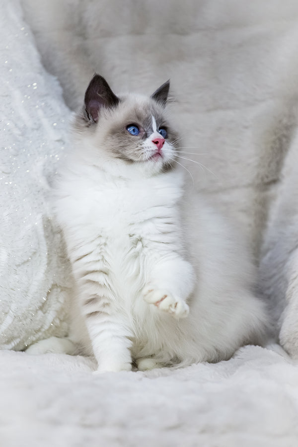 Noelle | Ragdoll Kitten