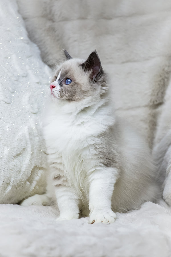 Noelle | Ragdoll Kitten