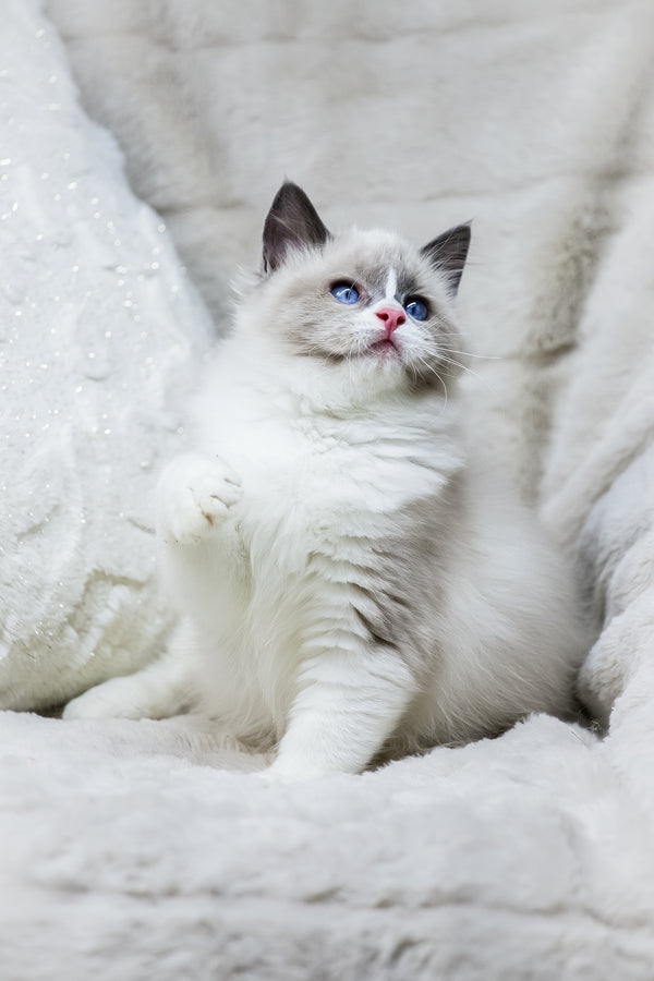 Noelle | Ragdoll Kitten