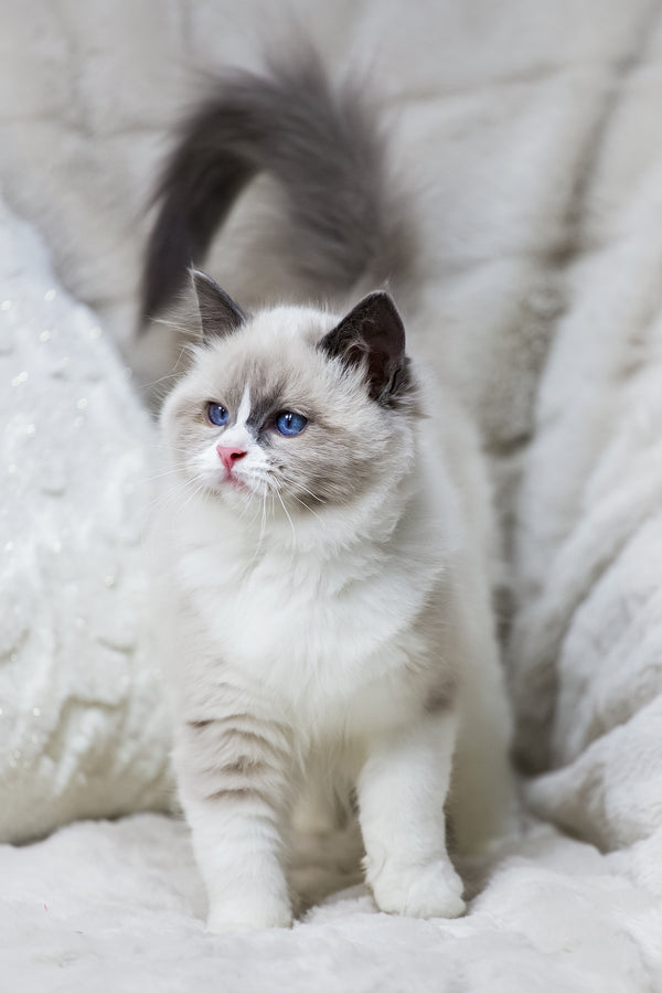 Noelle | Ragdoll Kitten