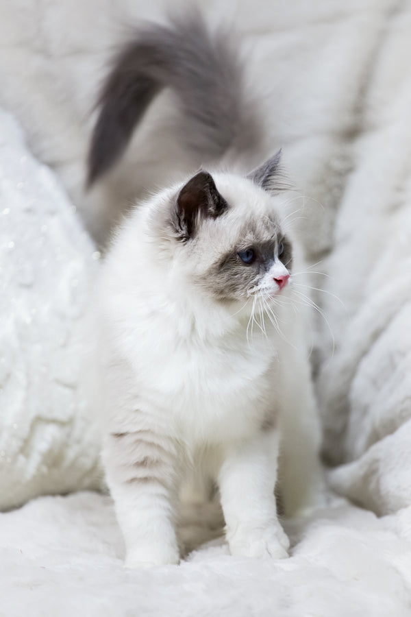 Willette Ragdoll Noelle Ragdoll Kitten Blue Eyes Dream Companion
