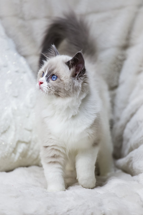 Noelle | Ragdoll Kitten