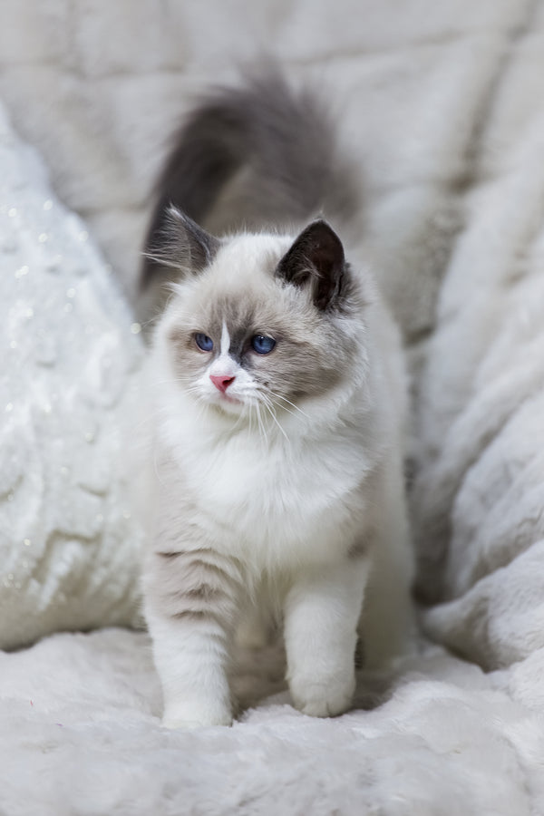 Noelle | Ragdoll Kitten