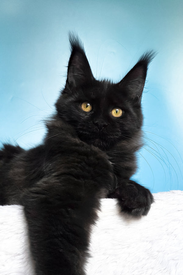 Nola | Maine Coon Kitten