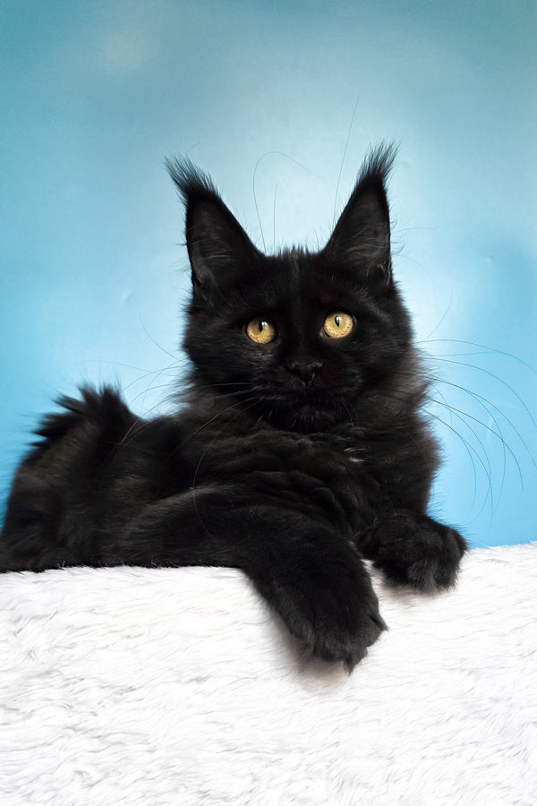 Nola | Maine Coon Kitten