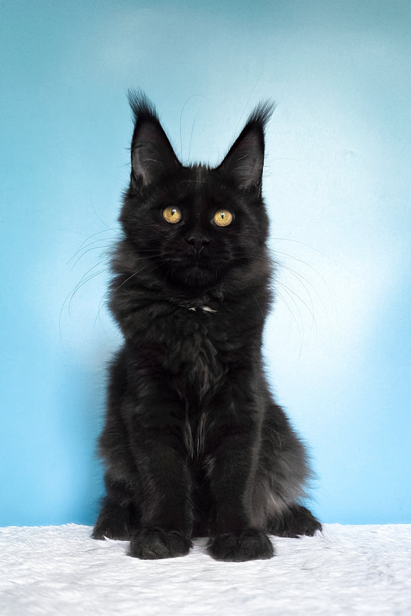 Nola | Maine Coon Kitten