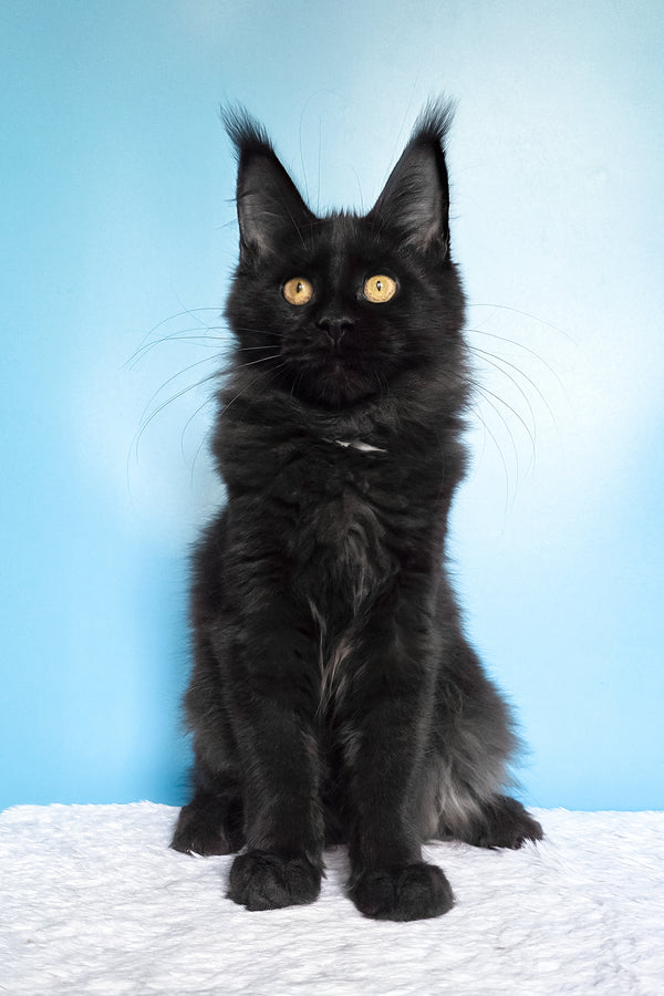 Nola | Maine Coon Kitten