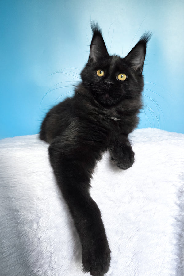 Nola | Maine Coon Kitten