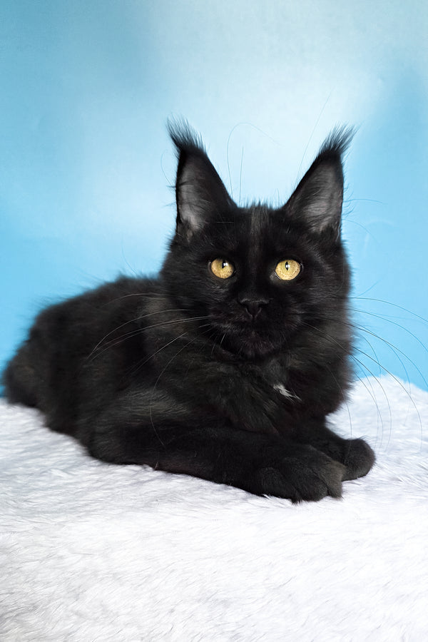 Nola | Maine Coon Kitten