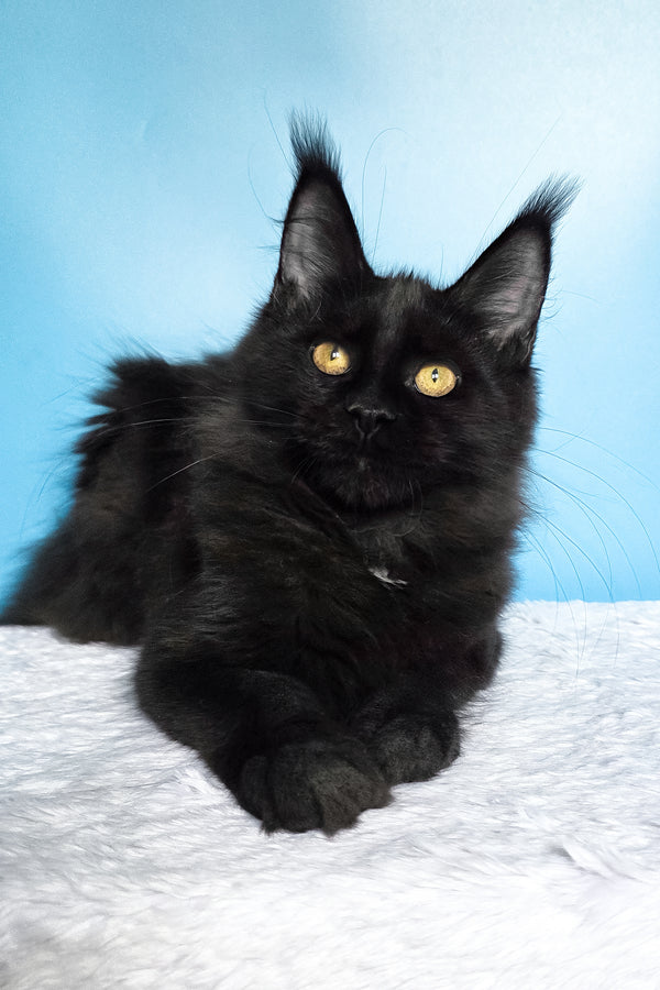 Nola | Maine Coon Kitten